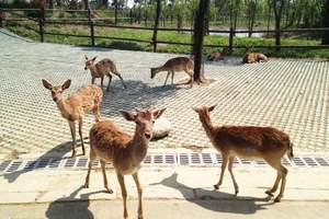 淹城野生动物园